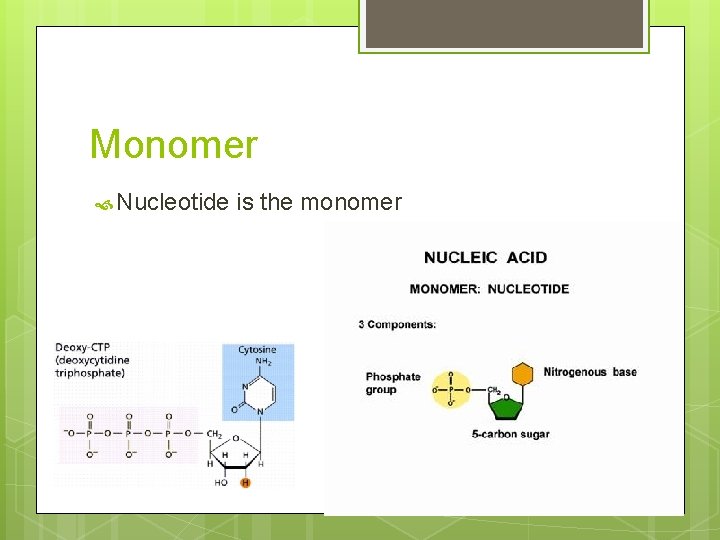 Monomer Nucleotide is the monomer 