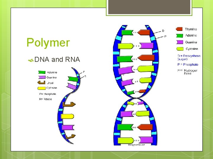 Polymer DNA and RNA 