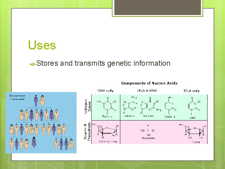 Uses Stores and transmits genetic information 