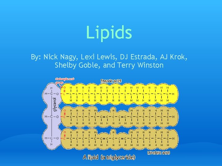 Lipids By: Nick Nagy, Lexi Lewis, DJ Estrada, AJ Krok, Shelby Goble, and Terry