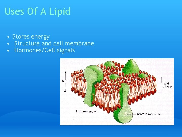 Uses Of A Lipid • Stores energy • Structure and cell membrane • Hormones/Cell