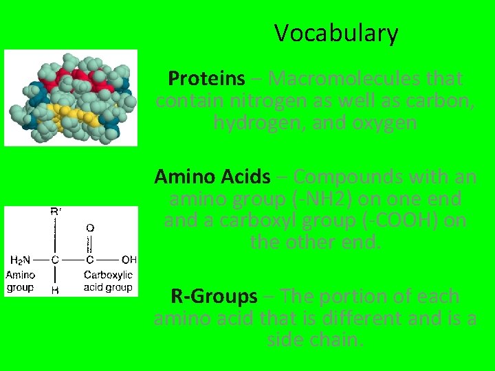 Vocabulary Proteins – Macromolecules that contain nitrogen as well as carbon, hydrogen, and oxygen