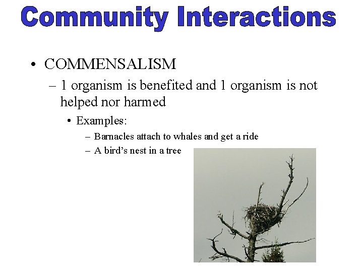  • COMMENSALISM – 1 organism is benefited and 1 organism is not helped