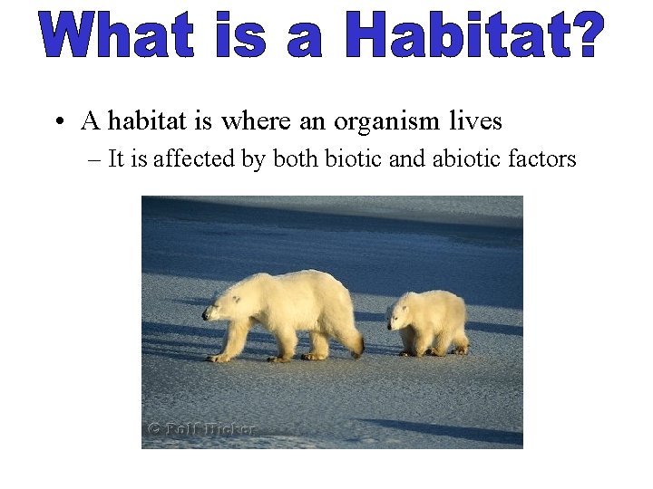  • A habitat is where an organism lives – It is affected by