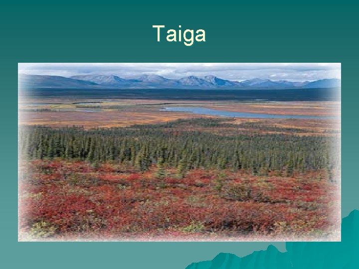 Taiga 