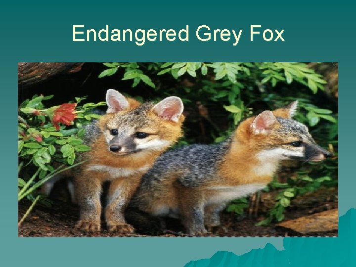 Endangered Grey Fox 