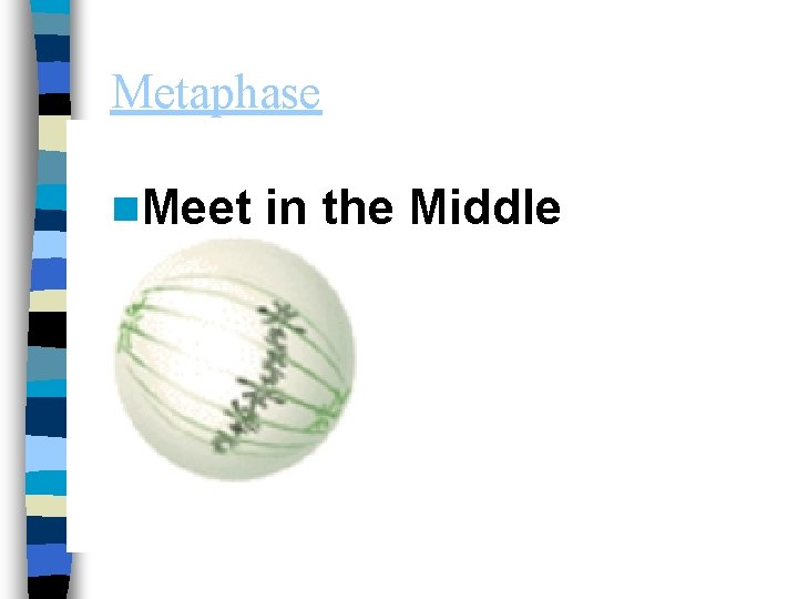 Metaphase n. Meet in the Middle 