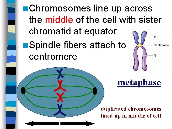 n Chromosomes line up across the middle of the cell with sister chromatid at