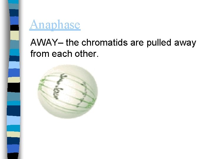 Anaphase AWAY– the chromatids are pulled away from each other. 