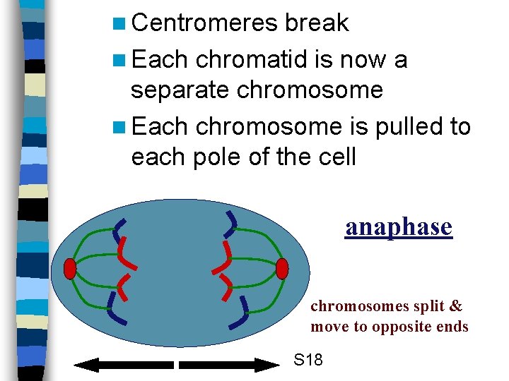 n Centromeres break n Each chromatid is now a separate chromosome n Each chromosome