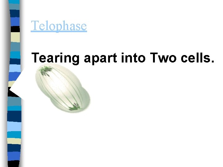 Telophase Tearing apart into Two cells. 