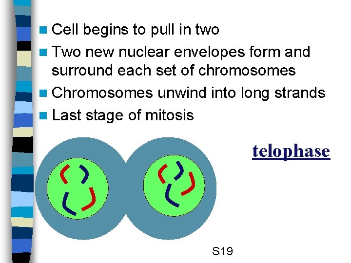 n Cell begins to pull in two n Two new nuclear envelopes form and