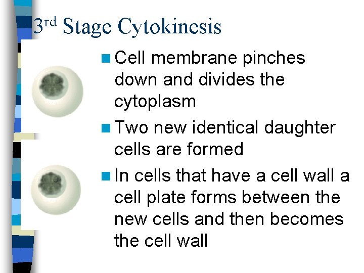 3 rd Stage Cytokinesis n Cell membrane pinches down and divides the cytoplasm n