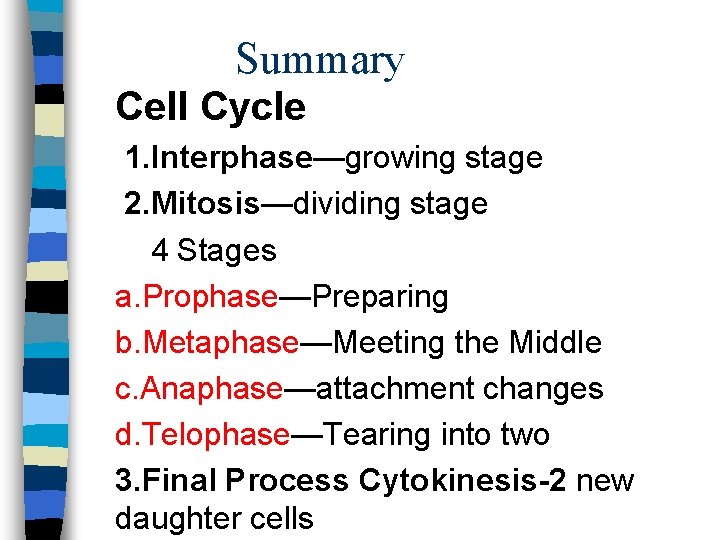 Summary Cell Cycle 1. Interphase—growing stage 2. Mitosis—dividing stage 4 Stages a. Prophase—Preparing b.
