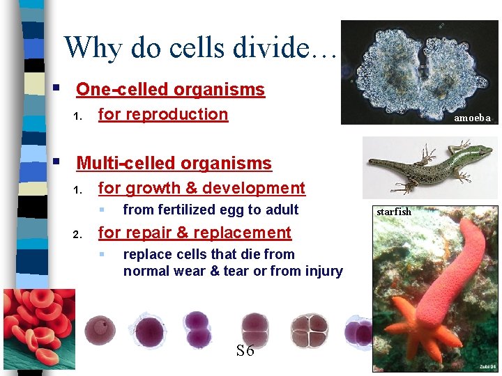 Why do cells divide… § One-celled organisms 1. for reproduction amoeba § Multi-celled organisms