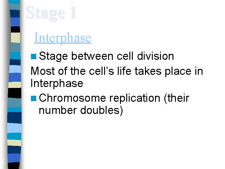 Stage 1 Interphase n Stage between cell division Most of the cell’s life takes