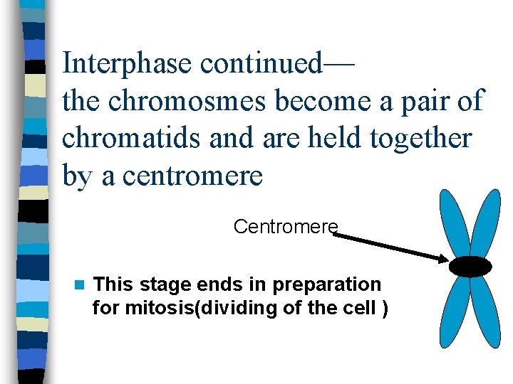 Interphase continued— the chromosmes become a pair of chromatids and are held together by