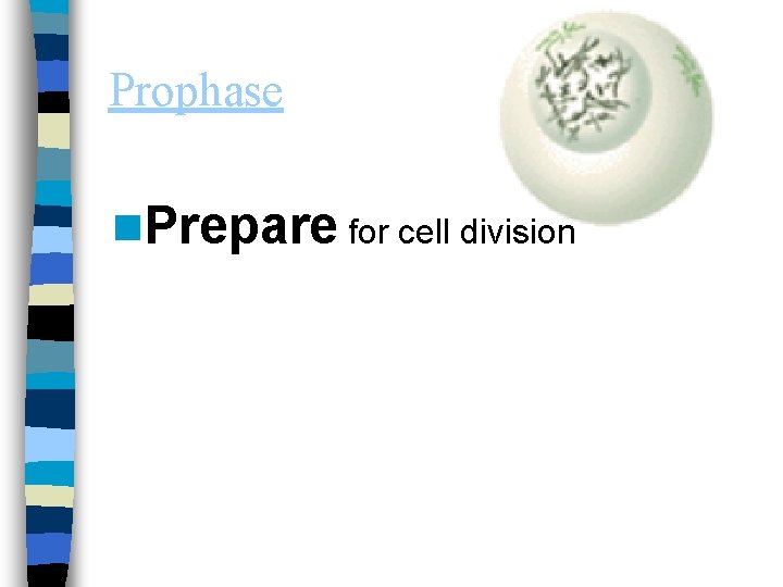 Prophase n. Prepare for cell division 