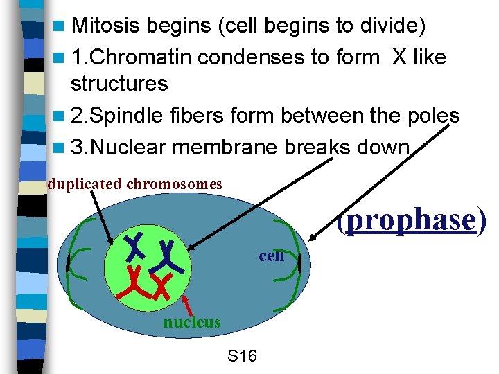 n Mitosis begins (cell begins to divide) n 1. Chromatin condenses to form X