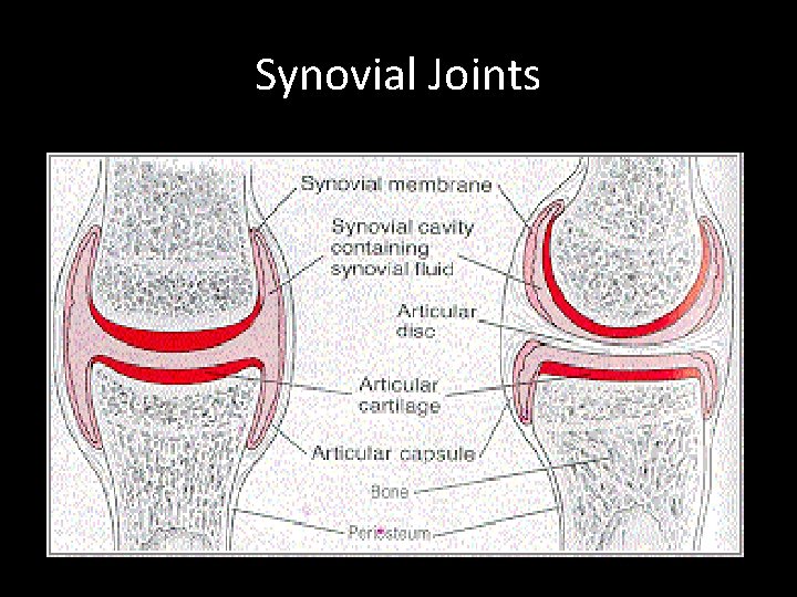 Synovial Joints 