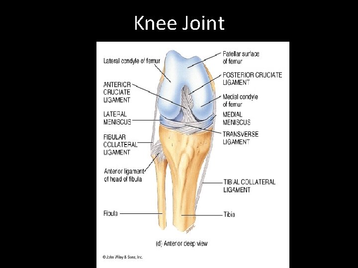 Knee Joint 