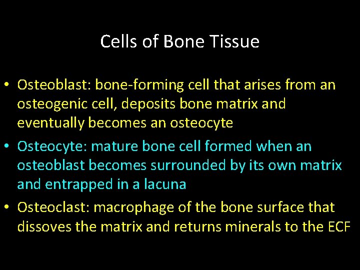 Cells of Bone Tissue • Osteoblast: bone-forming cell that arises from an osteogenic cell,