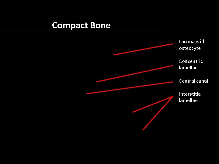 Compact Bone Lacuna with osteocyte Concentric lamellae Central canal Interstitial lamellae 