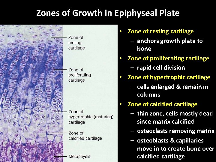 Zones of Growth in Epiphyseal Plate • Zone of resting cartilage – anchors growth