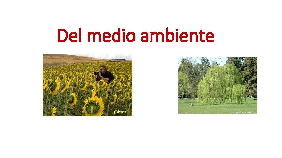 Del medio ambiente 
