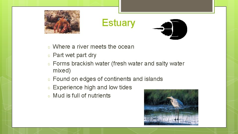 Estuary ○ ○ ○ Where a river meets the ocean Part wet part dry
