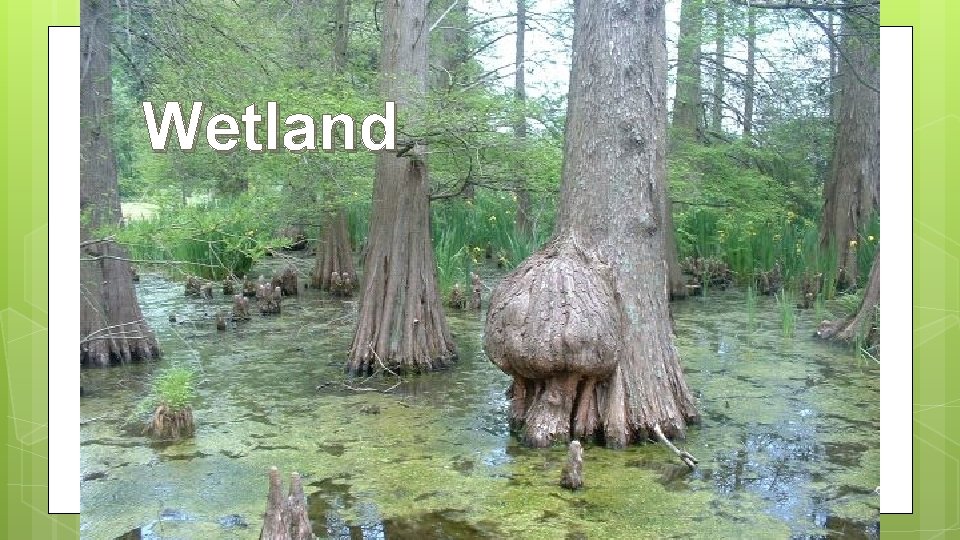 Wetland ○ ○ ○ ○ Wetland Also known as swamp, marsh, or bog Land