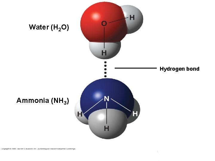 Water (H 2 O) Hydrogen bond Ammonia (NH 3) 