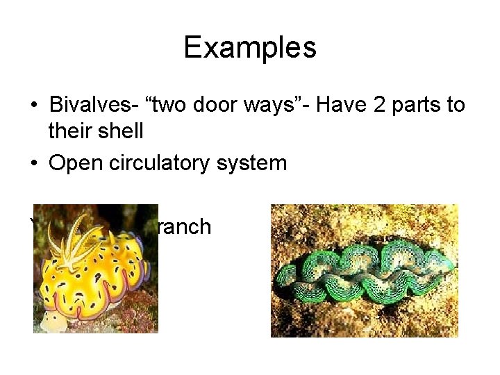 Examples • Bivalves- “two door ways”- Have 2 parts to their shell • Open