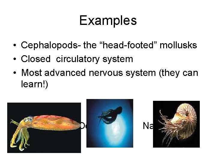 Examples • Cephalopods- the “head-footed” mollusks • Closed circulatory system • Most advanced nervous