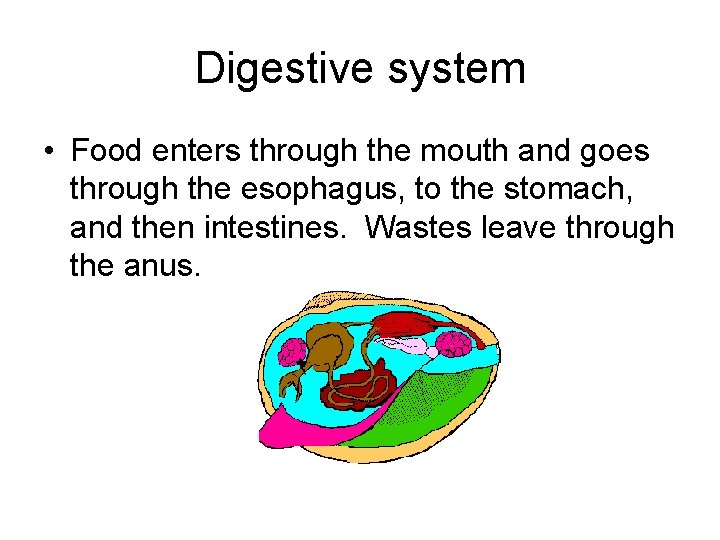 Digestive system • Food enters through the mouth and goes through the esophagus, to