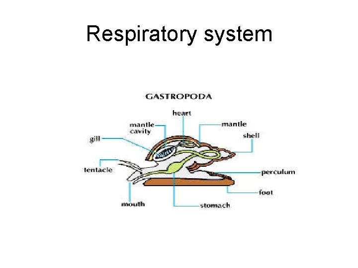 Respiratory system 
