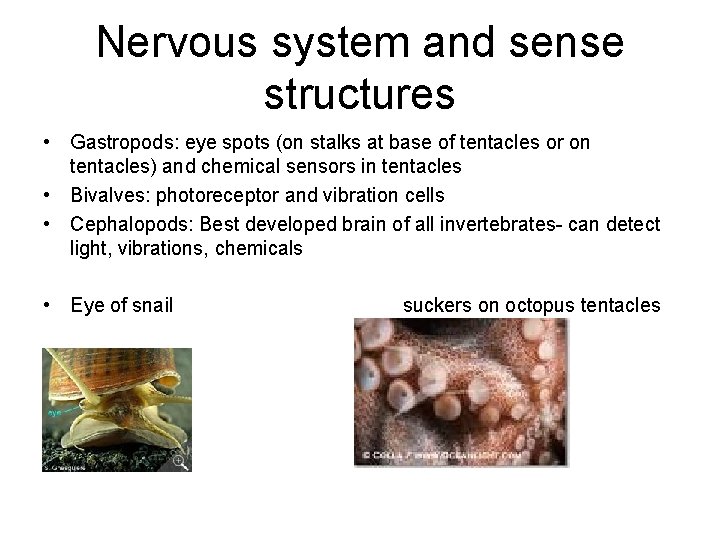 Nervous system and sense structures • Gastropods: eye spots (on stalks at base of