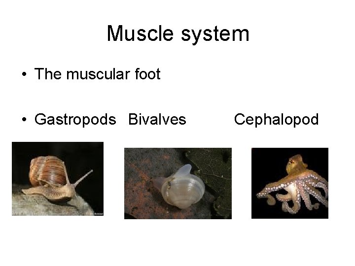 Muscle system • The muscular foot • Gastropods Bivalves Cephalopod 