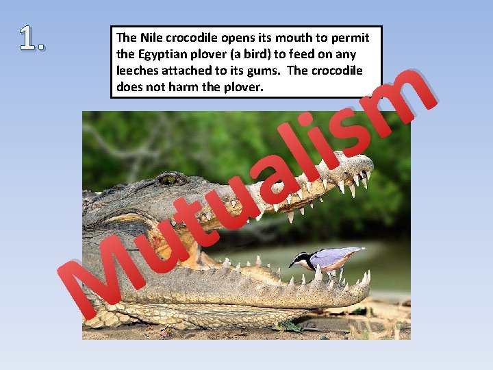 1. The Nile crocodile opens its mouth to permit the Egyptian plover (a bird)