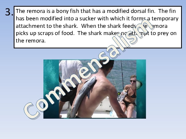 remora is a bony fish that has a modified dorsal fin. The fin 3.