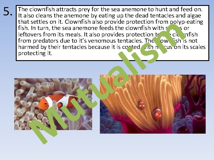 5. The clownfish attracts prey for the sea anemone to hunt and feed on.