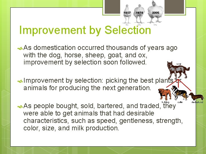 Improvement by Selection As domestication occurred thousands of years ago with the dog, horse,