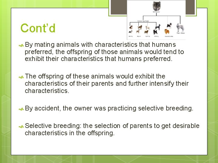 Cont’d By mating animals with characteristics that humans preferred, the offspring of those animals