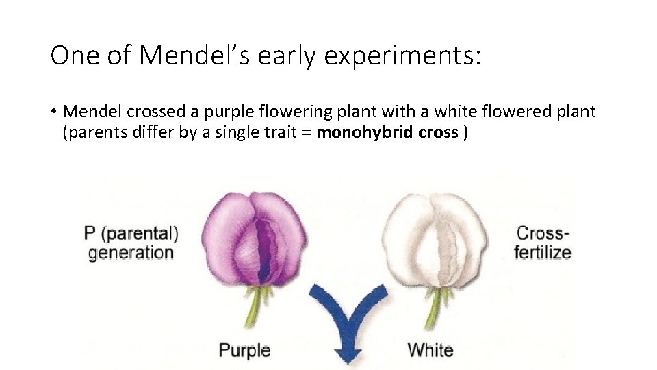 One of Mendel’s early experiments: • Mendel crossed a purple flowering plant with a