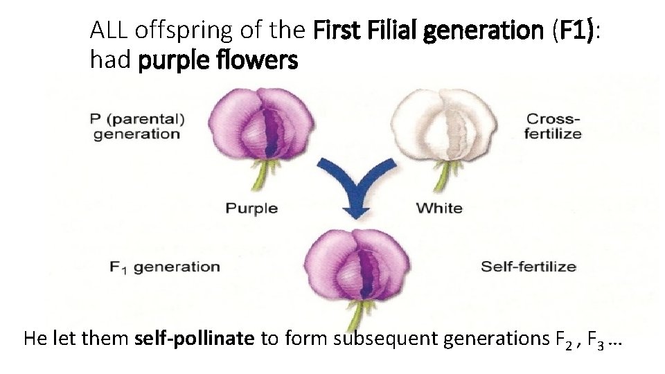 ALL offspring of the First Filial generation (F 1): had purple flowers He let