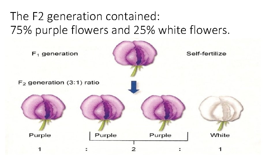 The F 2 generation contained: 75% purple flowers and 25% white flowers. • 