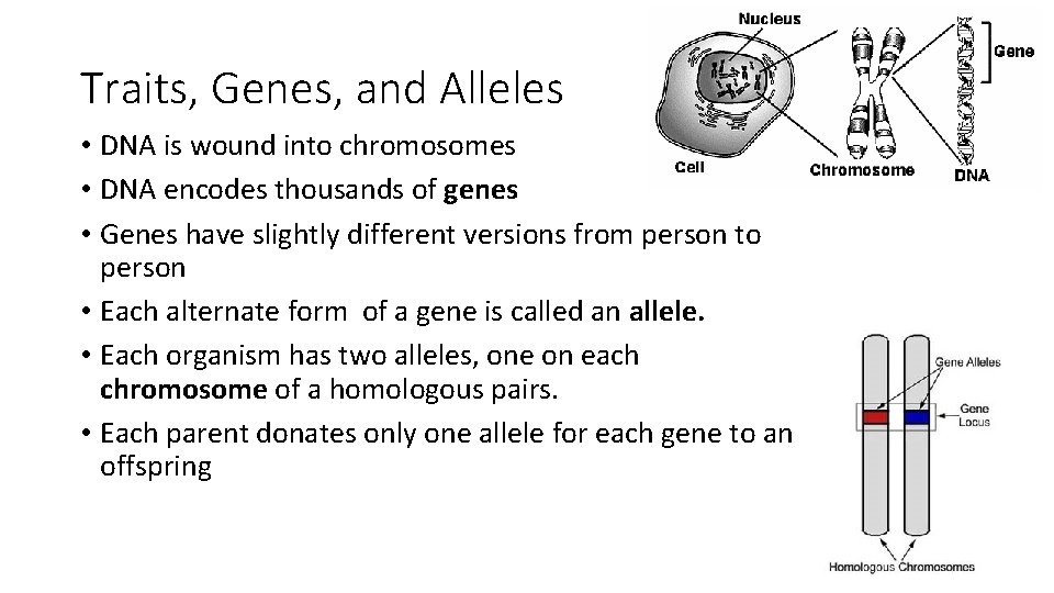 Traits, Genes, and Alleles • DNA is wound into chromosomes • DNA encodes thousands
