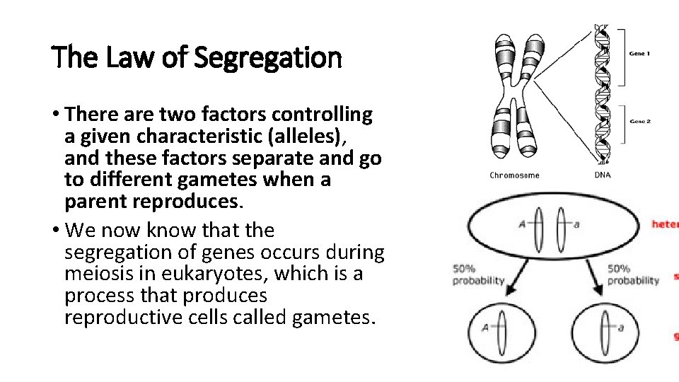 The Law of Segregation • There are two factors controlling a given characteristic (alleles),