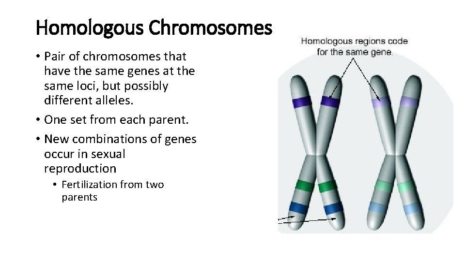 Homologous Chromosomes • Pair of chromosomes that have the same genes at the same