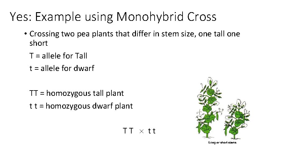 Yes: Example using Monohybrid Cross • Crossing two pea plants that differ in stem